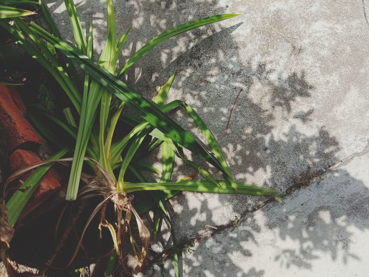 plant, growth, nature, green color, close-up, day, plant part, no people, leaf, outdoors, high angle view, wall - building feature, beauty in nature, sunlight, focus on foreground, selective focus, tranquility, wall, water, fragility