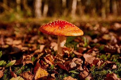 Close-up of fly agaric mushroom on field