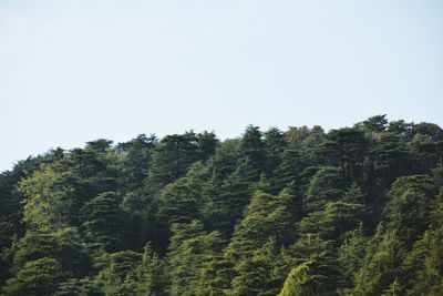 Scenic view of forest against clear sky