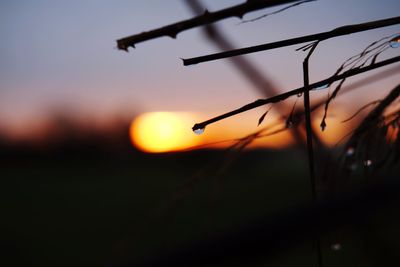 Close-up of silhouette plants against sky at sunset