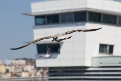 Seagull flying in a building