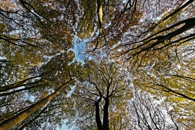 Low angle view of trees in forest against sky