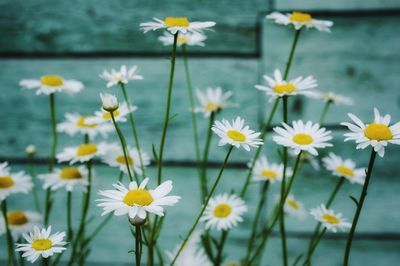 Close-up of daisy flowers