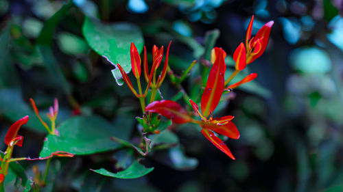 Close-up of red flowering plant