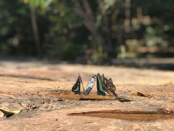 Close-up of butterfly on wood