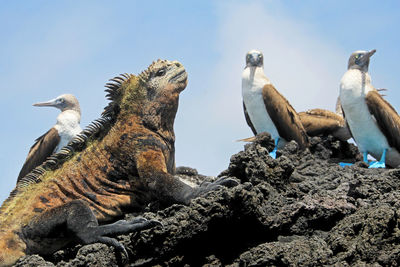 Low angle view of birds perching on rock