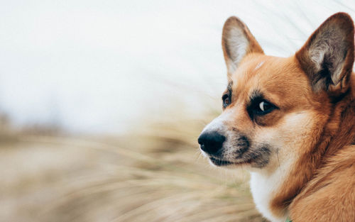 Close-up portrait of dog