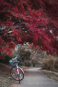 Red bicycle parking on the street with red maple leaves background