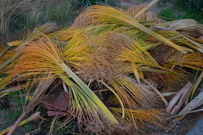 Close-up of plants