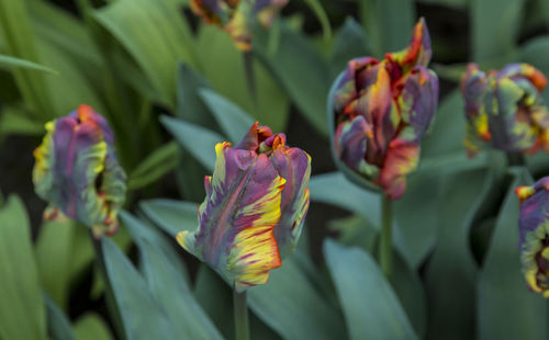 Close-up of purple flowering plant