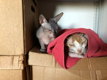 Cat lying in a box