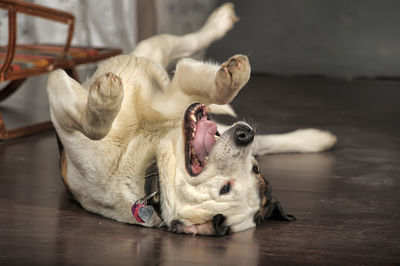 Dog lying down on floor at home