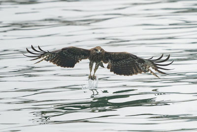 Bird flying over lake