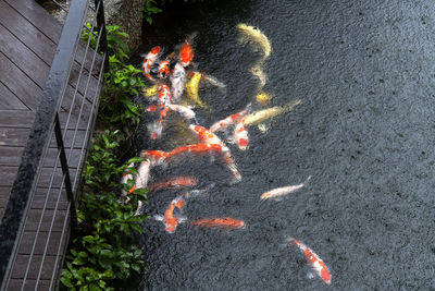 High angle view of people on road in city