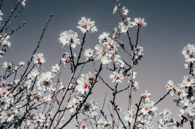 Close-up of pink flowering plants on field