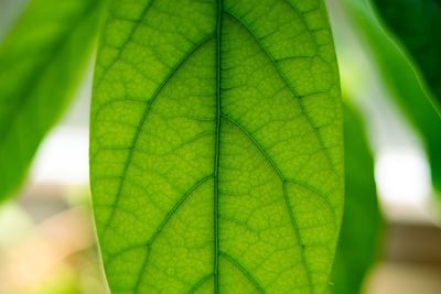 Close-up of green leaves