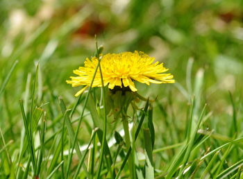 Dandelion flower