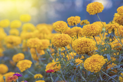 Close-up of yellow flowers