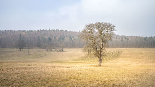 Trees on field against sky