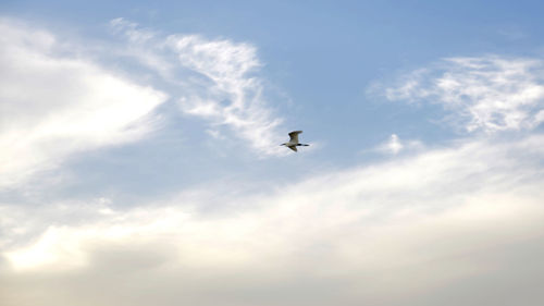 Low angle view of bird flying in sky