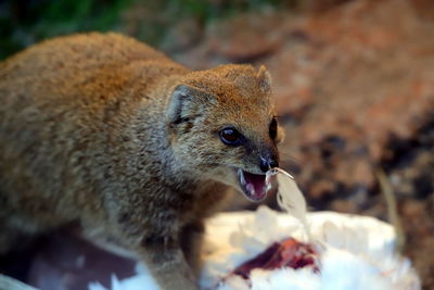 Close-up of squirrel eating food