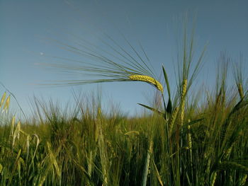 Close-up of wheat growing on field against sky