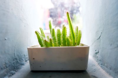 Close-up of potted plant on window sill