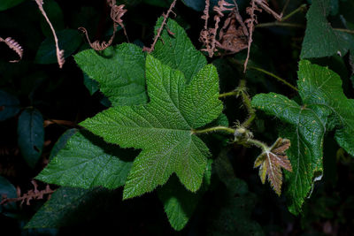 Close-up of fresh green leaves