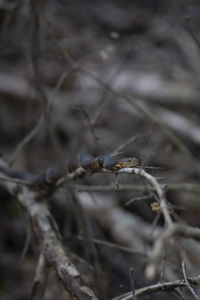 Close-up of insect on twig