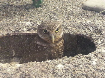 High angle portrait of owl in cage