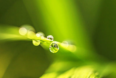 Close-up of water drop on grass