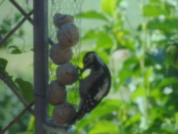 Close-up of duck on plants