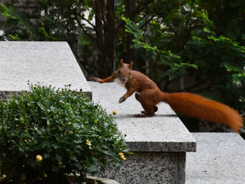 Side view of a squirrel against plants