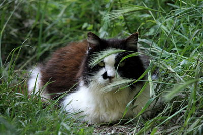 Close-up of cat on field