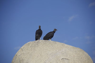 Low angle view of birds perching against clear blue sky