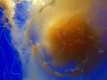 Close-up of jellyfish swimming in water