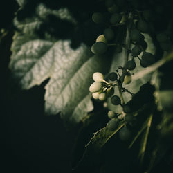 Close-up of berries growing on tree