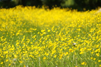 Yellow flowers in field