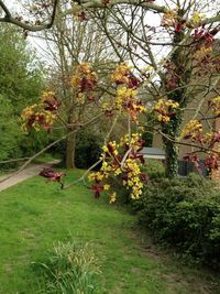 Plant growing on tree