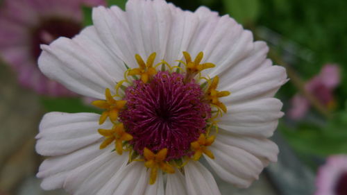 Close-up of fresh white flower