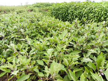 Plants growing on field