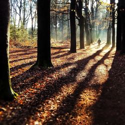 Sunlight falling on trees in forest