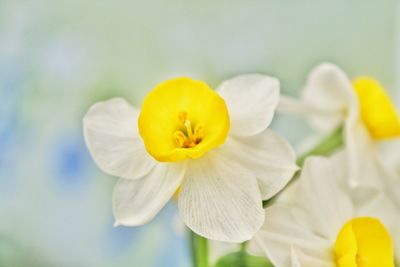 Close-up of white flower