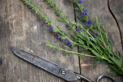 High angle view of purple flowers on table