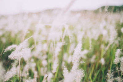 Close-up of crops growing on field