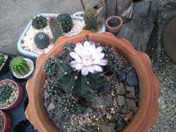 High angle view of succulent plant in pot