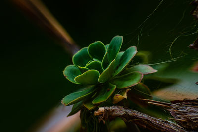 Close-up of green plant