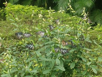 High angle view of plants in water