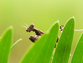 Close-up of insect on leaf