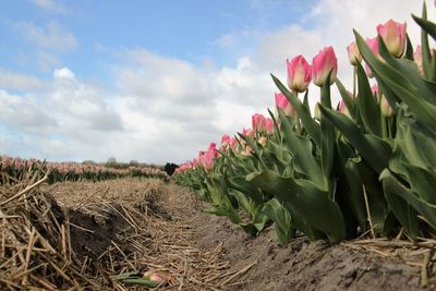 Plants growing on dirt road against cloudy sky